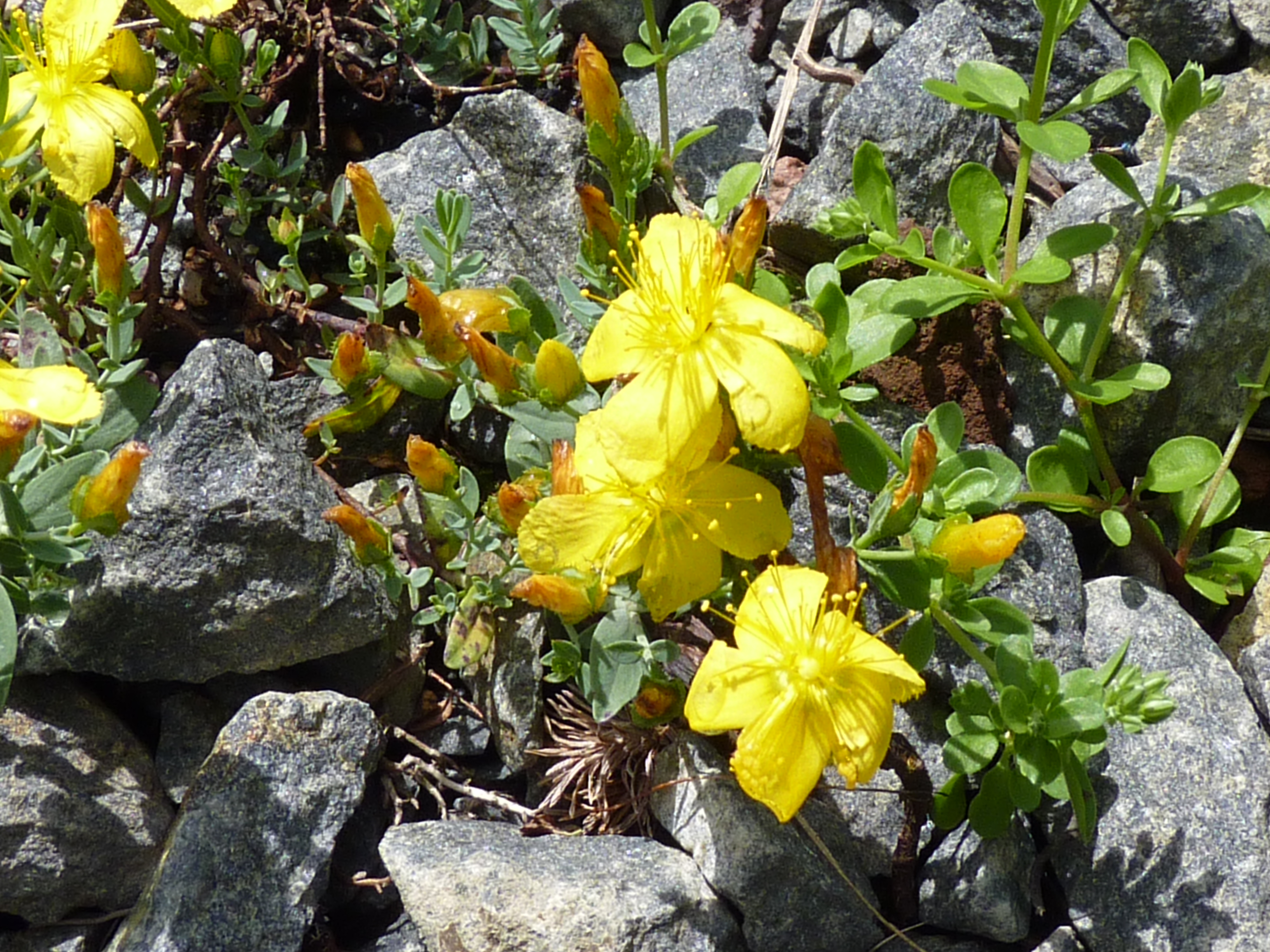 Hypericum kazdaghensis photo